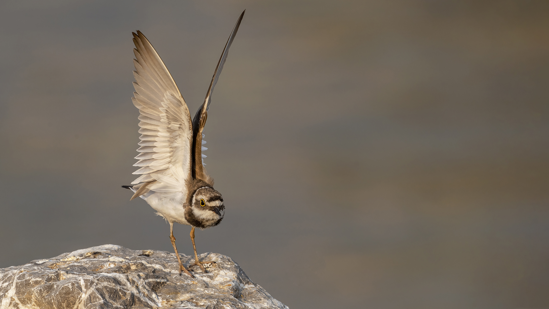 Little Ringed Plover